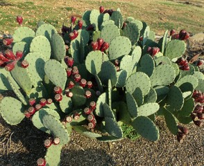 Fruiting prickly pear patch, Opuntia