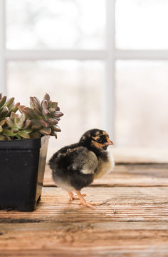 Spring chicks