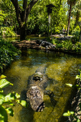 American alligator relax and grabs some sun by his pond. Busch Gardens Wildlife Park, Tampa Bay, Florida, United States