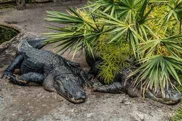 American alligator relax and grabs some sun by his pond. Busch Gardens Wildlife Park, Tampa Bay, Florida, United States