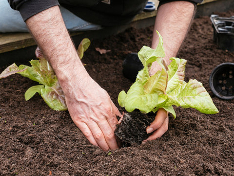Planting leaf lettuce