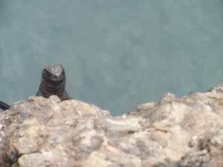 Galapagos Iguana