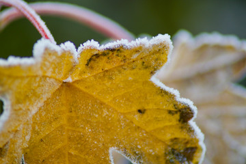 ice rimmed leafs on a cold day