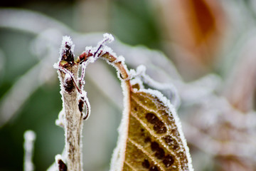 ice rimmed leafs on a cold day