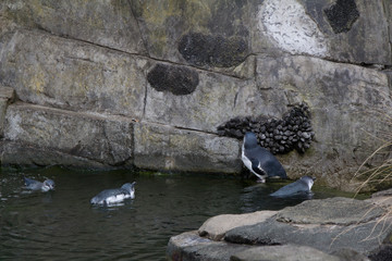 Little blue penguins frolic in their pond. Auckland Zoo, New Zealand