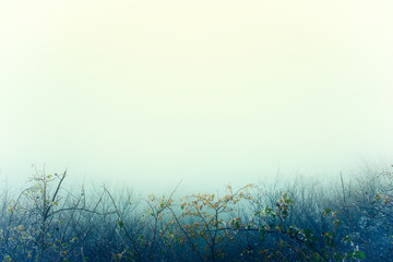 Artistic vintage style photo of a foggy landscape with rosehip bushes at the bottom of the image and large space for texts and design element above