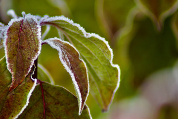 ice rimmed leafs on a cold day