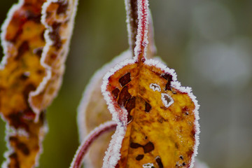 ice rimmed leafs on a cold day