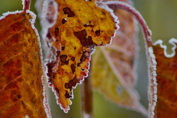 ice rimmed leafs on a cold day