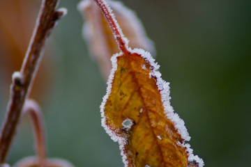 ice rimmed leafs on a cold day