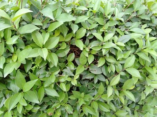 Fototapeta na wymiar Natural green leaves in the garden