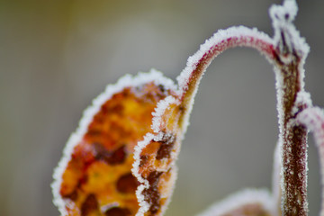 ice rimmed leafs on a cold day