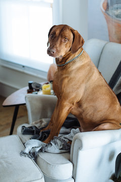 Large dog in chair