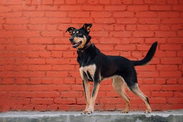 happy mixed breed dog standing in front of a brick wall