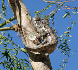 Giant Chameleon (Furcifer Oustaleti), seen in the South of Madagascar