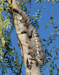 Giant Chameleon (Furcifer Oustaleti), seen in the South of Madagascar © Farbzauber