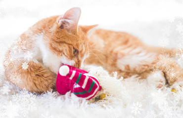 Orange cat playing with Christmas decoration