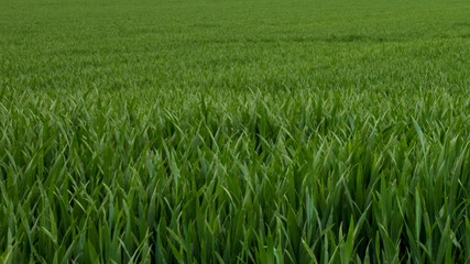 field of green grass background, full frame