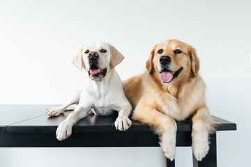 Headshots of very cute golden retriever and labrador against white background