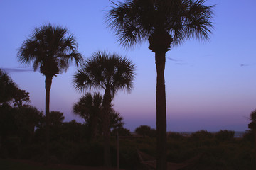 Palmetto Silhouette