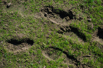  The beautiful male deer is standing gracefully.