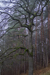 tree in forest