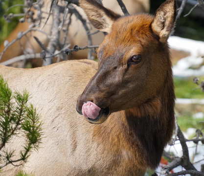 Close up of an elk cow face while she's licking her lips from an afternoon snack.