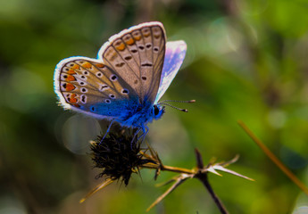 Butterfly at sunrise and water droplets on it, dew
