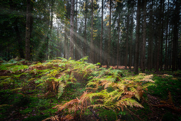 Sonnenstrahlen brechen durch einen dunklen Wald und treffen auf Farne