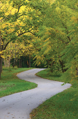 Fototapeta na wymiar Walnut Trees In Autumnal Park, Large Landscaped Autumn Path Scene, Twisting Tarmac Walkway, Winding Asphalt Road Perspective, Walnuts Parkland Pavement, Curved Trail, Fall Solitude Concept, Green Lawn