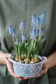 Muscari bloomed in a pot