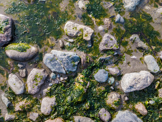 Top down view of rocks and seaweed scattered across False Bay in San Juan Island, WA
