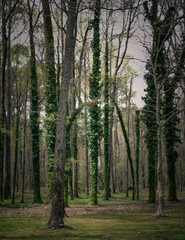 North Carolina woods at a rest stop off the highway with vines climbing up the trunks of trees.