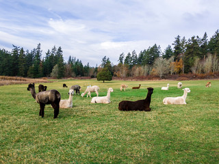 Alpacas grazing in a field on San Juan Island.
