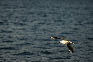 seagull in flight over the sea