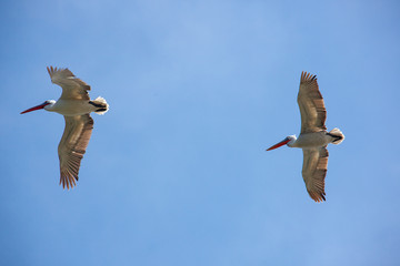 mongolia. two flying pelicans in blue sky