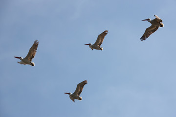 mongolia. four flying pelicans in blue sky