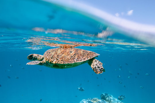 Underwater shot of turtle