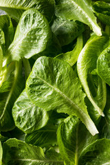 Raw Green Organic Romaine Leaves