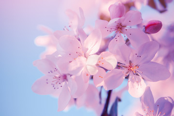 Obraz na płótnie Canvas Tree pink flowers blossom. Spring nature background.