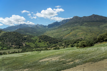 Typical Andalusian landscape near Ronda town in May
