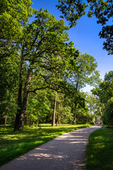 Nice sunny day summer forest Arboretum Oleksandriya park green nature ecology