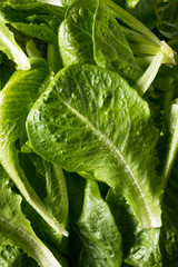 Raw Green Organic Romaine Leaves