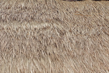 Dry cane background. Roof of a house of reed