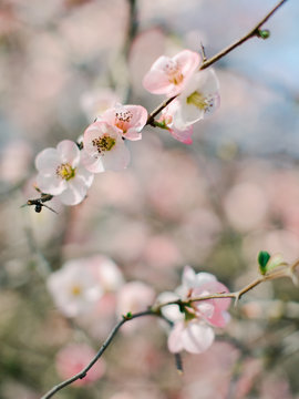 Branch of blooming pink buds