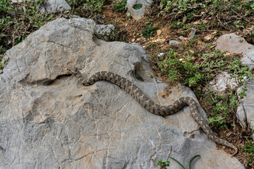 The Viper that roams on the stones in Turkey