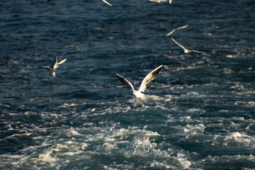 a flock of seagulls in flight
