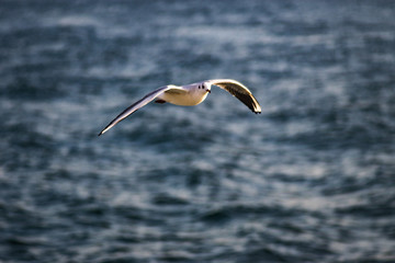 Fototapeta na wymiar seagull gliding over the sea