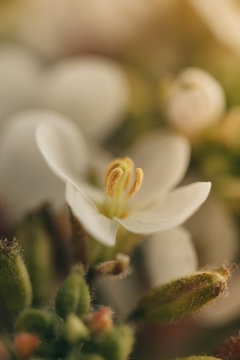 Macro shoot of yellow plants and flowers inside the forest.