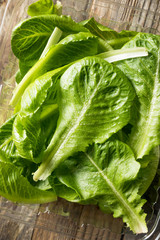 Raw Green Organic Romaine Leaves
